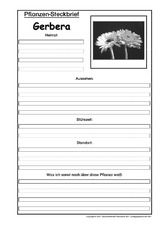 Pflanzensteckbrief-Gerbera-SW.pdf
